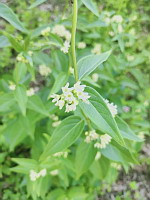 Dompte-venin officinal (photo Mrugala F., Venerieu, mai 2024)(4)